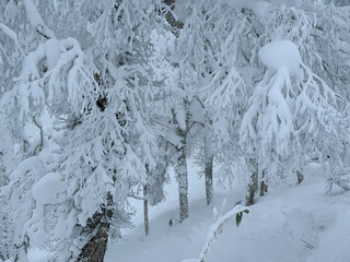 A detailed view of tree branches heavily covered in thick layers of snow. The weight of the snow causes the branches to droop, creating a delicate, frozen winter scene in a tranquil forest setting.