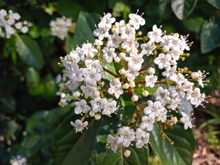 macro of vivid and cheerful viburnum flowering in spring