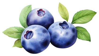 PNG Illustration of blueberry watercolor fruit botanical.