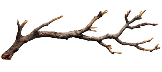 Obraz premium [Transparent Background PNG]Dried Branch Nature Background Image