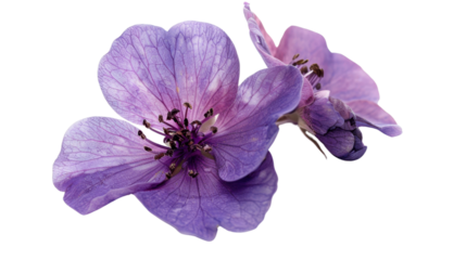 Two purple flowers blooming with transparent background