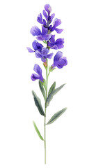 PNG Tiny purple flower watercolor illustration acanthaceae.