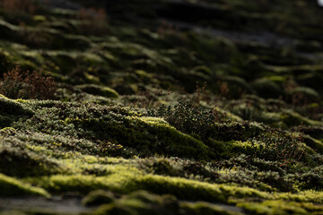 Primer plano de musgo verde creciendo sobre piedra con iluminación natural.