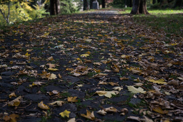 Sendero cubierto de hojas secas en otoño.