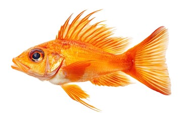 Fototapeta premium goldfish isolated on white background