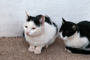 lonely stray cats sitting in a dark corner