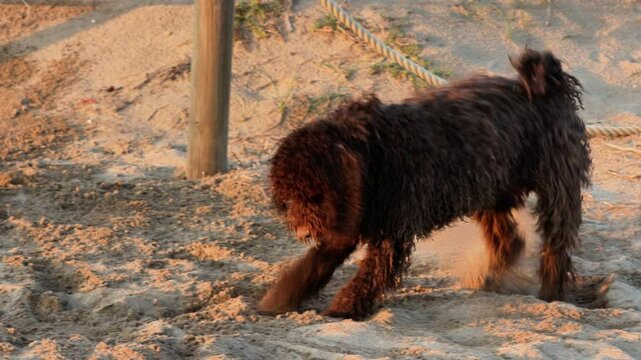Playful, Brown Lagotto Romagnolo dog enjoying digging enthusiastically in beach sand