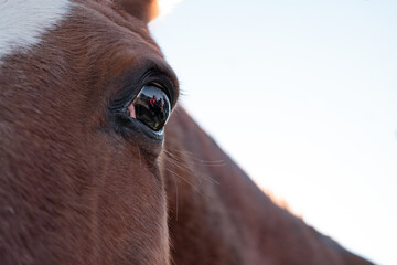 A locked-up horse feels threatened by the presence of intruders. Reflection of people in the...