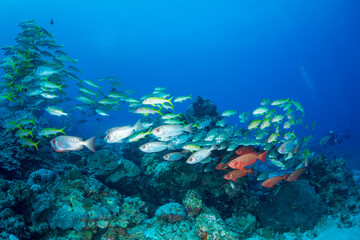 ノコギリダイの群れ　小笠原　東京都