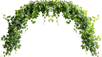 Ivy garland arch hanging with transparent background