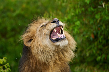 Roaring Male Lion Showing Sharp Teeth in Masai Mara, Kenya