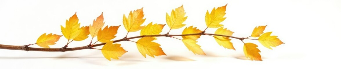 Naklejka premium Freshly fallen aspen branch against white seamless background, aspen branch, aspen, branches