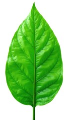 Obraz premium Green leaf isolated on white background with soft focus, foliage, nature
