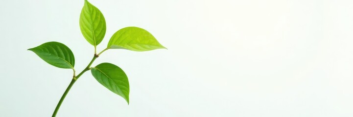 Leafy green plant growing from a white background, foliage, botanical