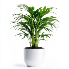 lush green indoor plant in white pot, adding freshness to any space. Perfect for home or office decor, this plant brings touch of nature indoors