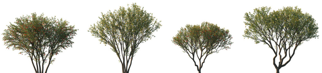 Obraz premium Set of Punica granatum (The pomegranate) blossoming frontal street trees isolated png on a transparent background perfectly cutout