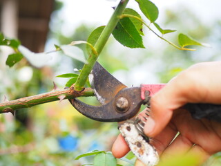 While cutting rose branches 