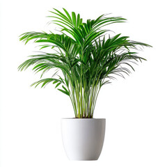 lush green indoor plant in modern white pot, adding freshness to any space. Perfect for home or office decor