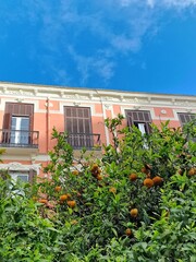 Lush Orange Tree Under a Clear Blue Sky