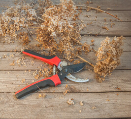 Pruning shears and dried hydrangea branches on wooden background