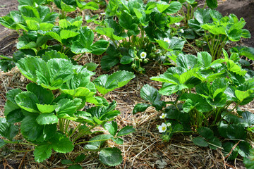 Strawberry plants growing in a garden