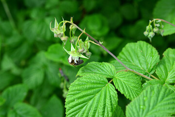 Bee pollinating a raspberry flower in a green garden