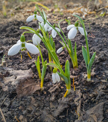 Snowdrops (Galanthus) Blooming in Early Spring