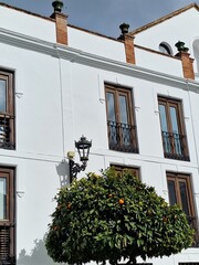 Lush Orange Tree Under a Clear Blue Sky