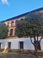Lush Orange Tree Under a Clear Blue Sky