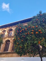 Lush Orange Tree Under a Clear Blue Sky