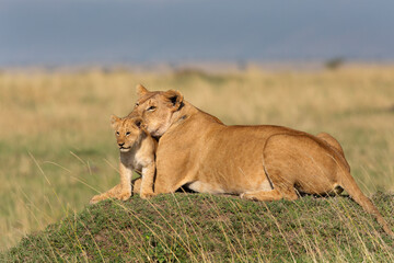 Lion, lionne, lionceaux