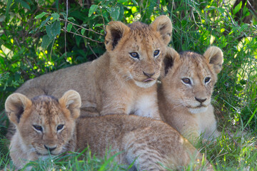 Lion, lionne, lionceaux