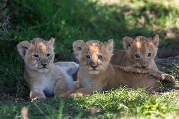 Lion, lionne, lionceaux