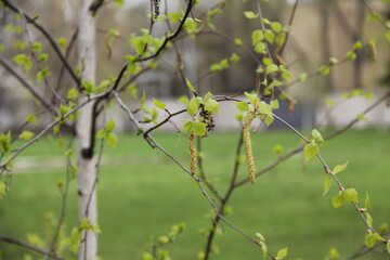 Delicate birch leaves and dangling catkins emerging against soft green springtime landscape, highlighting seasonal growth and forest awakening