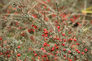 Cotoneaster horizontalis branches displaying clusters of bright red berries nestled among dark green leaves, highlighting autumn landscape color contrast