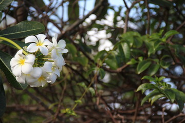 Delicate white and yellow plumeria blossoms adorning tree branch, lush green leaves surrounding fragrant tropical flowering plant in soft, serene natural setting
