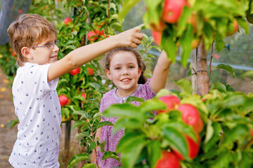 Portrait of little girl and kid boy with red apples in organic orchard. Happy siblings, children,...