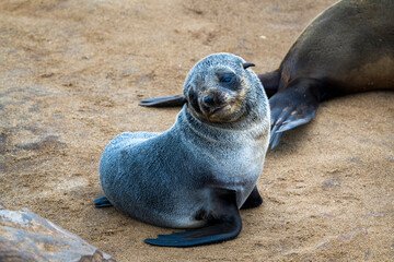 Black Baby Seal, Cape Cross, Namibia, Africa