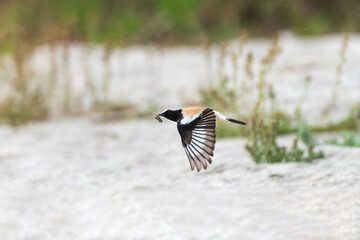 The Desert Wheatear (Oenanthe deserti) is a small, migratory songbird found in arid regions. Males have sandy plumage with a black mask. It feeds on insects and seeds.