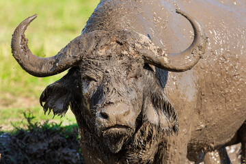 Obraz premium Buffle africain