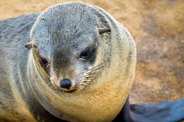 Horizontal Portrait of a Seal, Cape Cross, Namibia, Africa