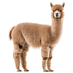 Obraz premium Brown Alpaca Standing, Isolated on White Background with Clipping Path