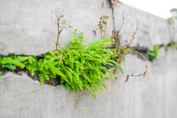 Grass grows between the cracks in the concrete