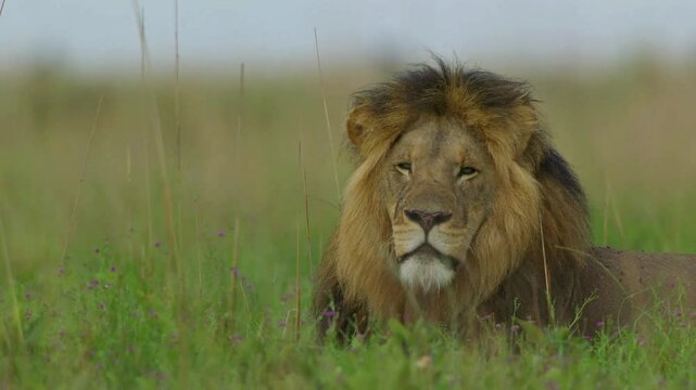 Portrait of a male lion rests in the grass, looking at the camera, showcasing its majestic mane and attentive expression.