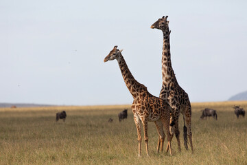 couple de girafe