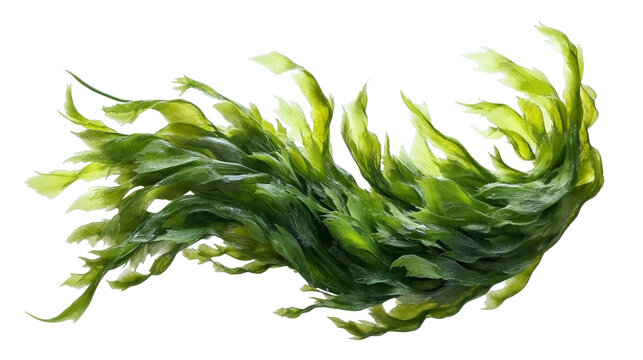 [Transparent Background PNG]Fresh Seaweed Isolated on White Background