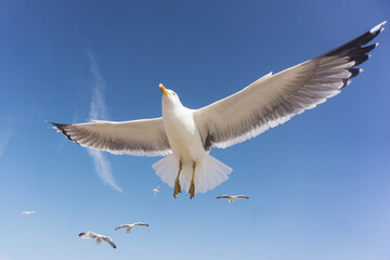 Fototapeta premium Seagull soaring in the blue sky with wings spread wide. Graceful flight over the sea. Freedom and nature. White bird gliding through the air with effortless motion. Close up bird from beneath.