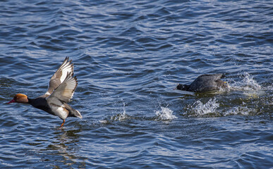 Anatre: fistione turco e folaga