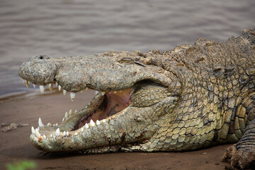 Crocodile 