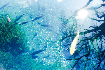 山梨の美しい忍野八海